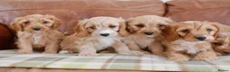 Cavapoo dogs for sale: Well bred Health Tested F1 Cavapoo Puppies - Advert 5