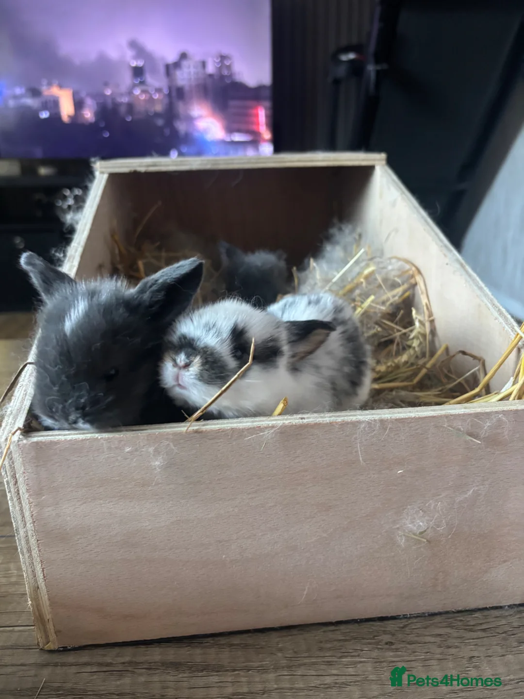 Mini Lion Lop rabbits for sale: 4 beautiful baby rabbits for sale  in Redditch - Advert 1