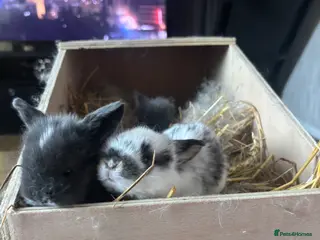 Mini Lion Lop rabbits 4 beautiful baby rabbits for sale - Advert 2