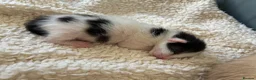 Mixed Breed cats for sale: Siamese mix breed - Advert 4