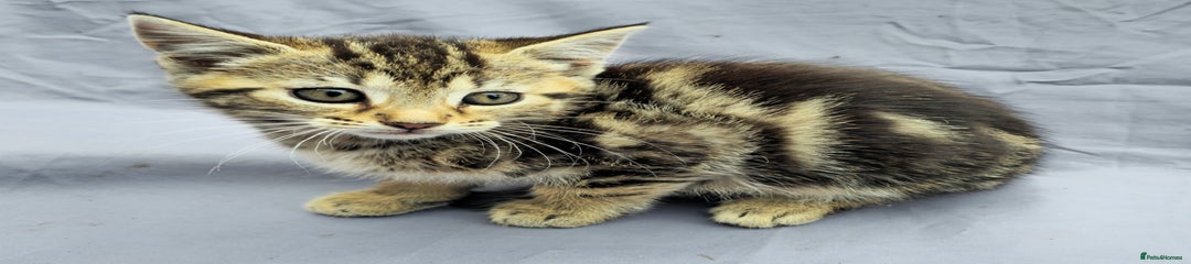 European Kitten 2