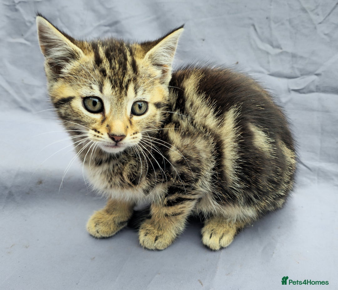 European cats for sale: Beautiful, friendly and playful kittens - Image 13