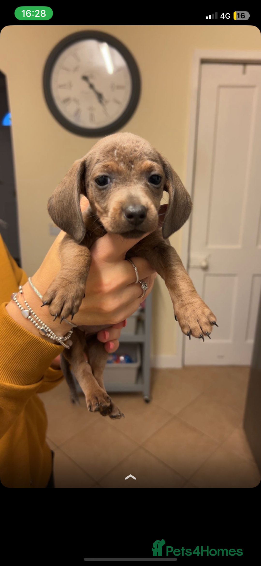Dachshund dogs for sale: Beautiful Dachshund puppies for sale  - Image 3