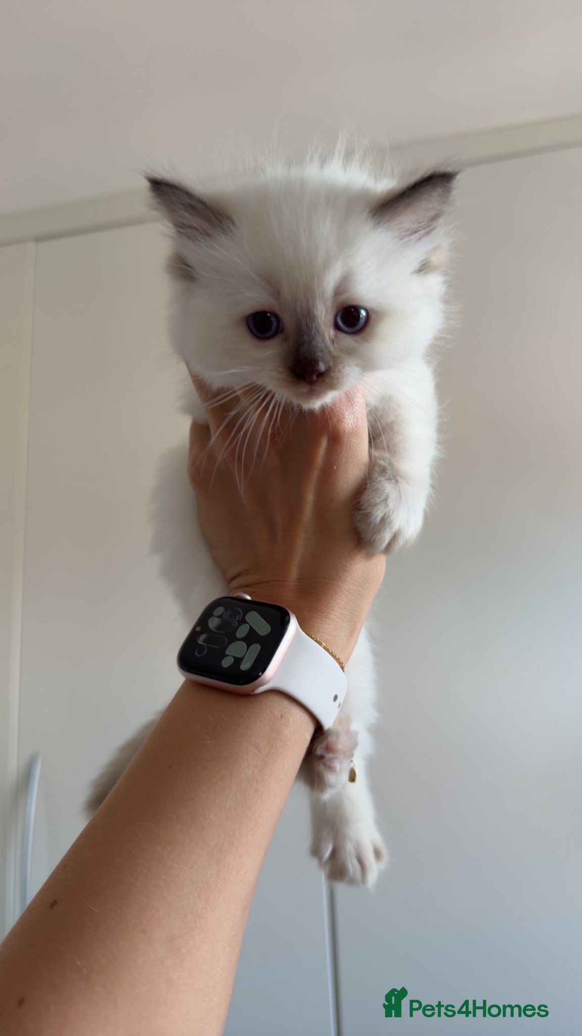 Ragdoll cats ✨ Beautiful Ragdoll Kittens ✨  - Advert 2
