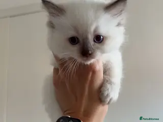 Ragdoll cats ✨ Beautiful Ragdoll Kittens ✨ - Advert 4