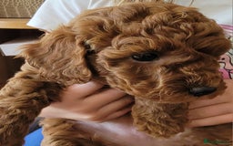 Miniature Poodle dogs for sale: Miniature Red Poodle KC Reg Full Pedigree - Image 21