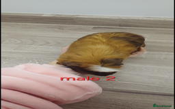 Guinea Pig rodents for sale: 2 pairs of guinea pigs + 1 single - Advert 5