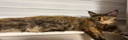 Maine Coon cats for sale: Female full bred Maine coons - Advert 6