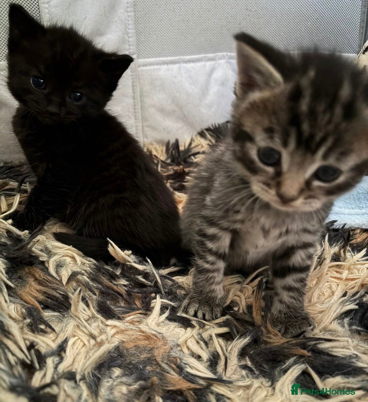 Mixed Breed cats Beautiful Kittens for sale - Advert 16