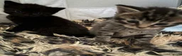 Mixed Breed cats for sale:  Kittens - Advert 24