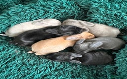 Mini Lop rabbits for sale: Mini lop Bunnies  in Woking - Image 2
