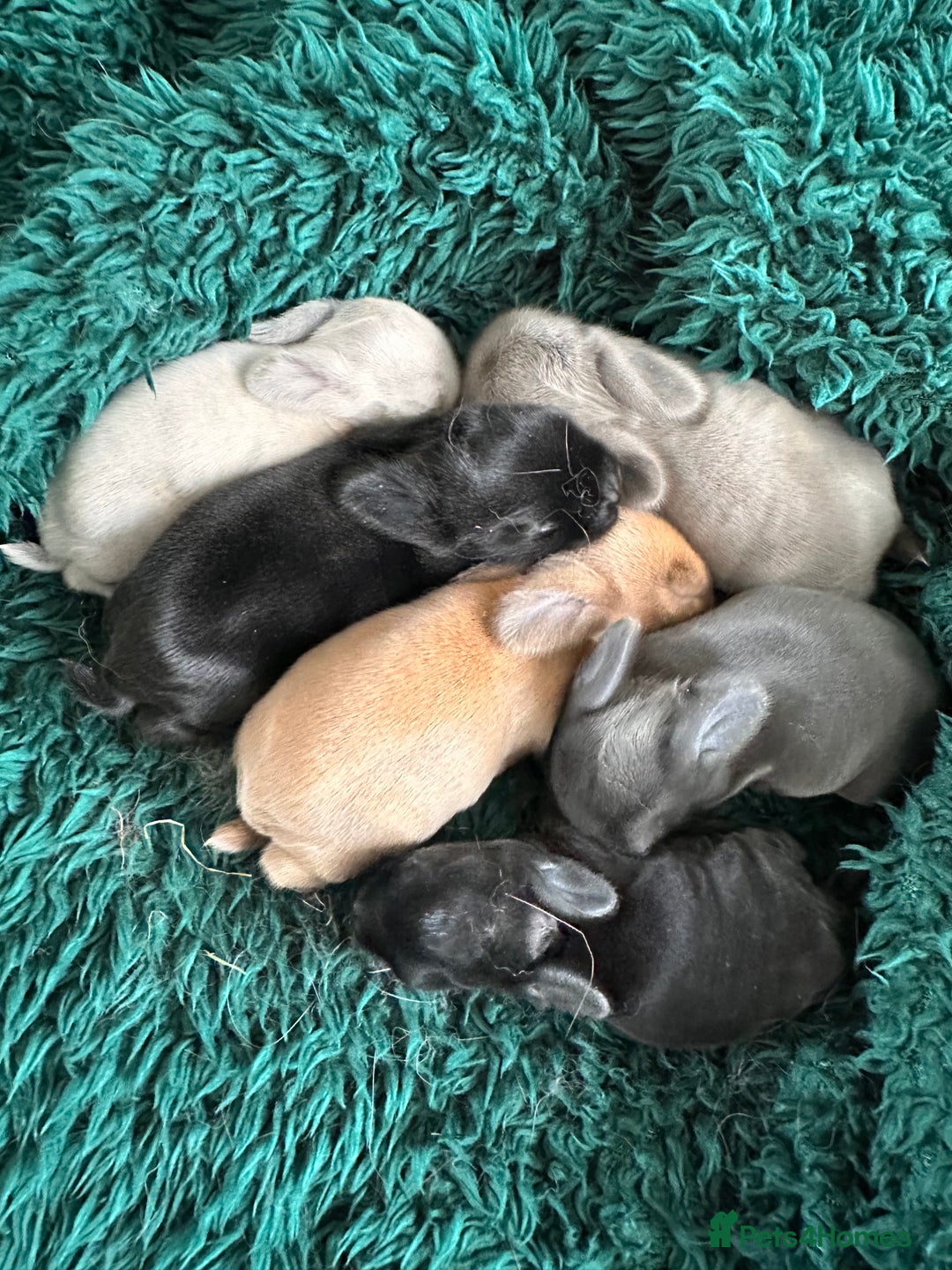Mini Lop rabbits for sale: Mini lop Bunnies  in Woking - Image 2
