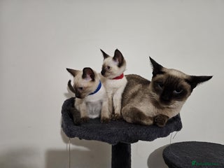 Siamese cats Stunning Siamese Kittens 🐱 - Advert 1
