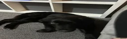 Mixed Breed dogs for sale: Looking for a new home please read description  - Advert 3