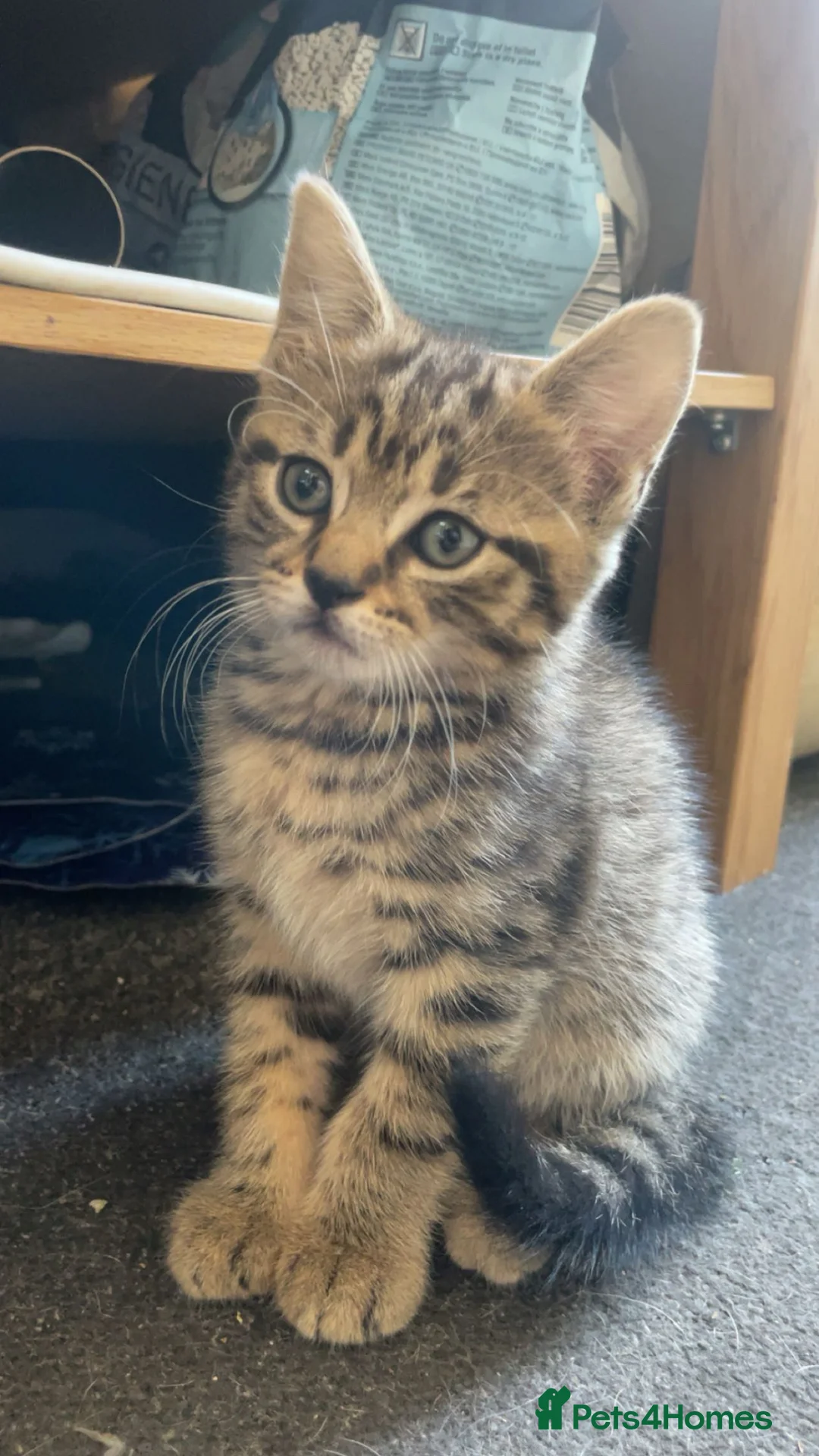Mixed Breed cats for sale: 3 baby cats 💙💙🩷 - Advert 9