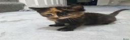 Mixed Breed cats for sale: 3 kittens for sale - Advert 3