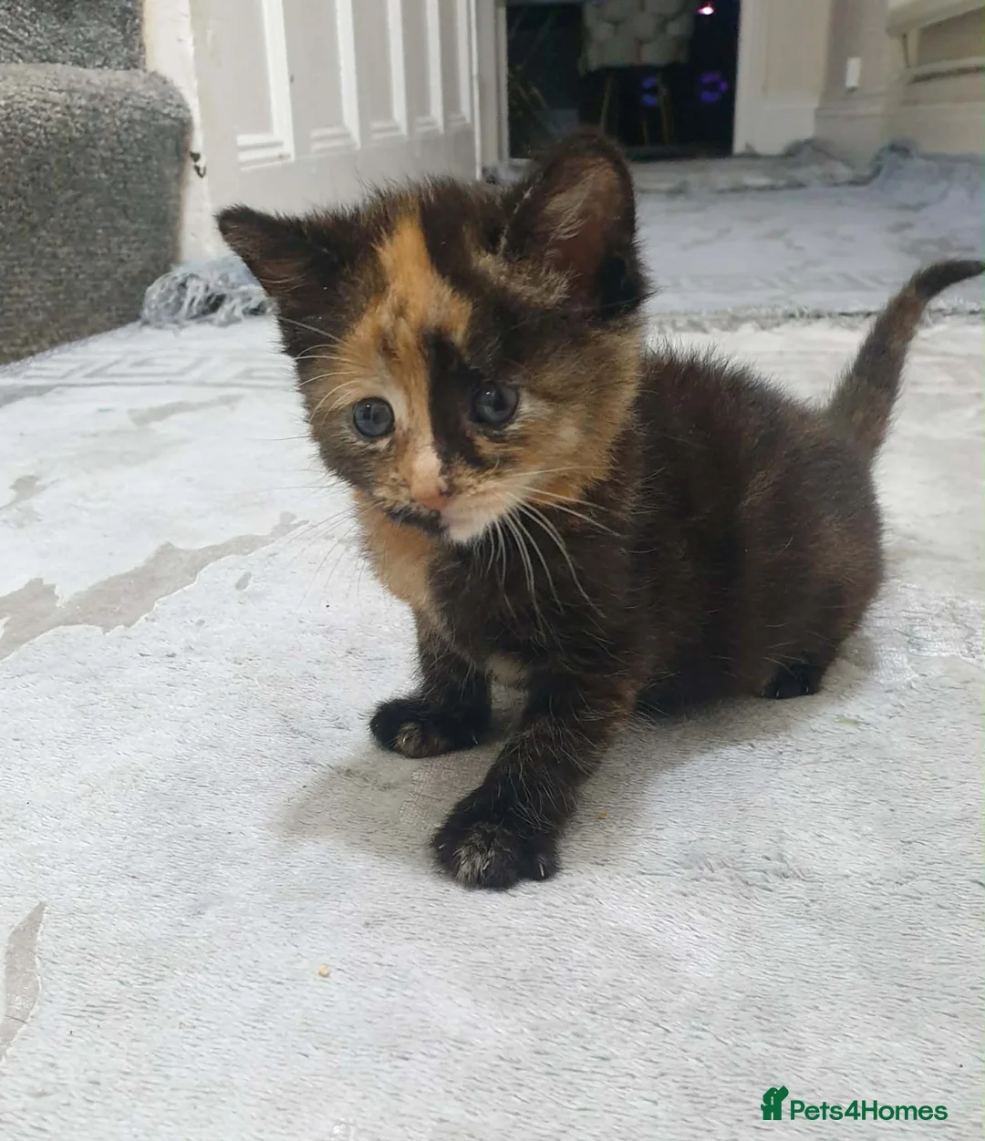 Mixed Breed cats for sale: 3 kittens for sale - Advert 3
