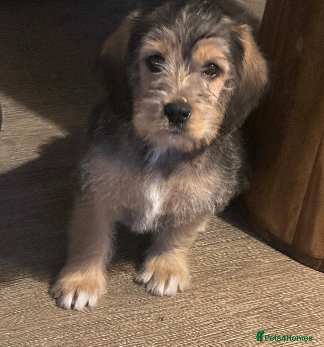 Mixed Breed dogs for sale: Beautiful Beagle X Cavapoo Puppies.  - Advert 23
