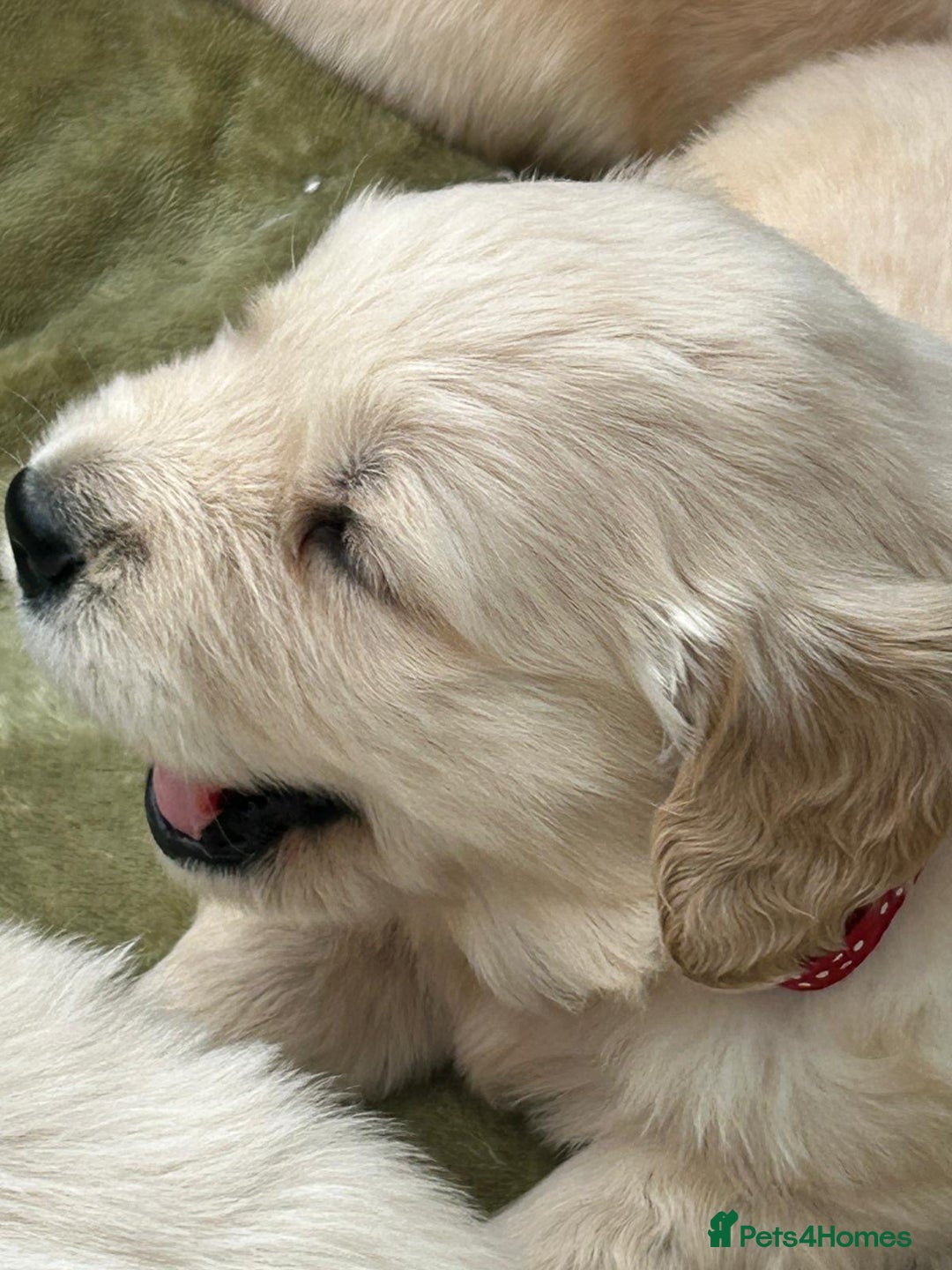 Golden Retriever dogs for sale: Superb litter Kc reg health tested goldens - Image 5