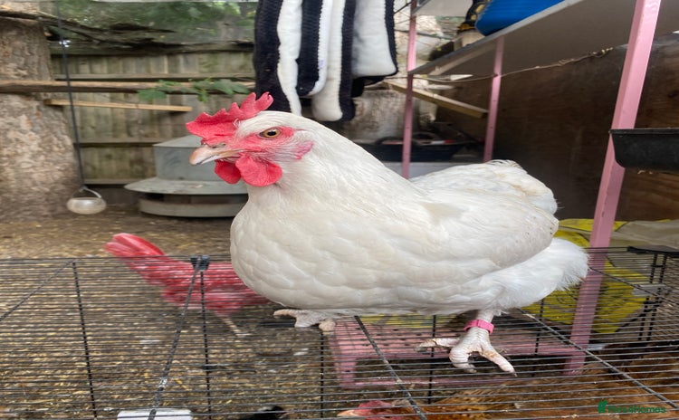 Chickens poultry - Advert 16