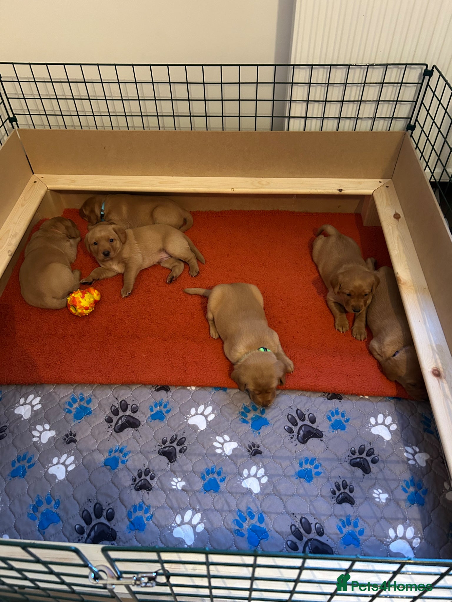 Labrador Retriever dogs for sale: KC Registered Fox Red Labrador Litter in Ayr - Advert 5