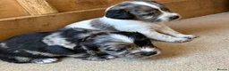 Cocker Spaniel dogs for sale: Working cocker spaniel onlt 2 left - Advert 7