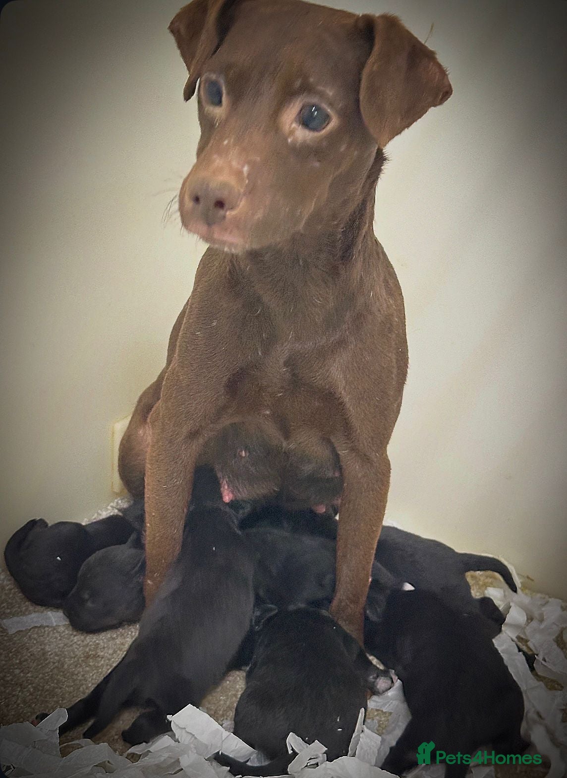 Mixed Breed dogs 5 star licensed breeder - Advert 1