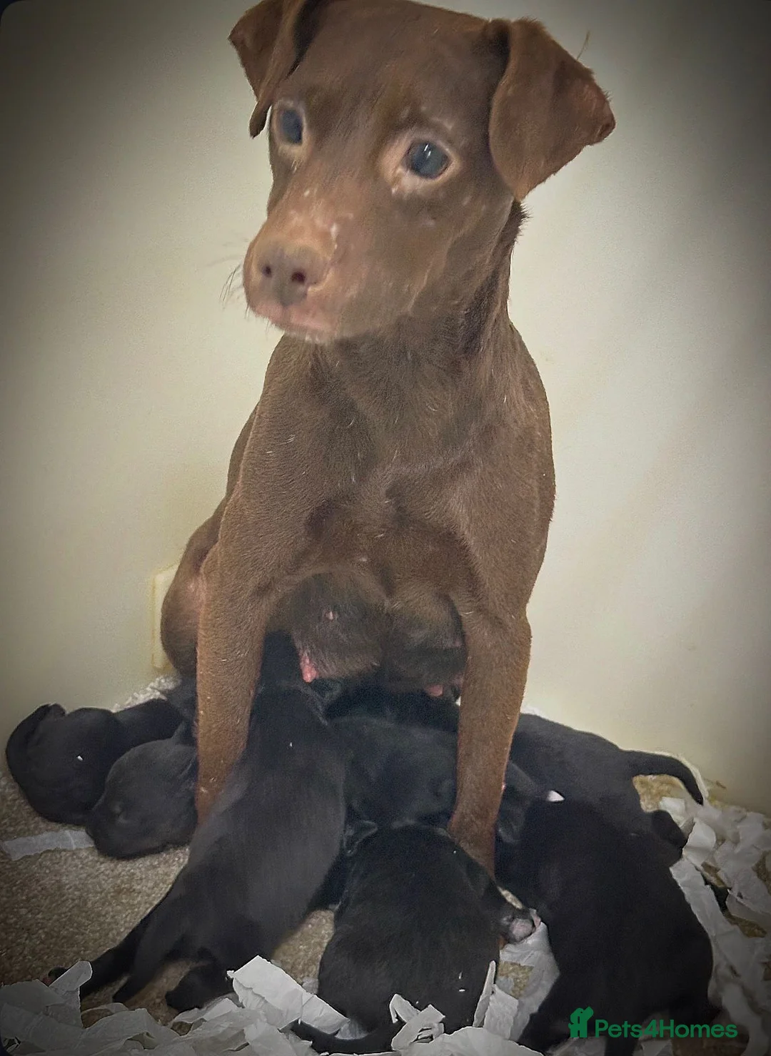 Mixed Breed dogs for sale: 5 star licensed breeder - Advert 1