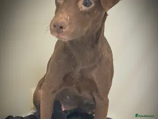 Mixed Breed dogs 5 star licensed breeder - Advert 1