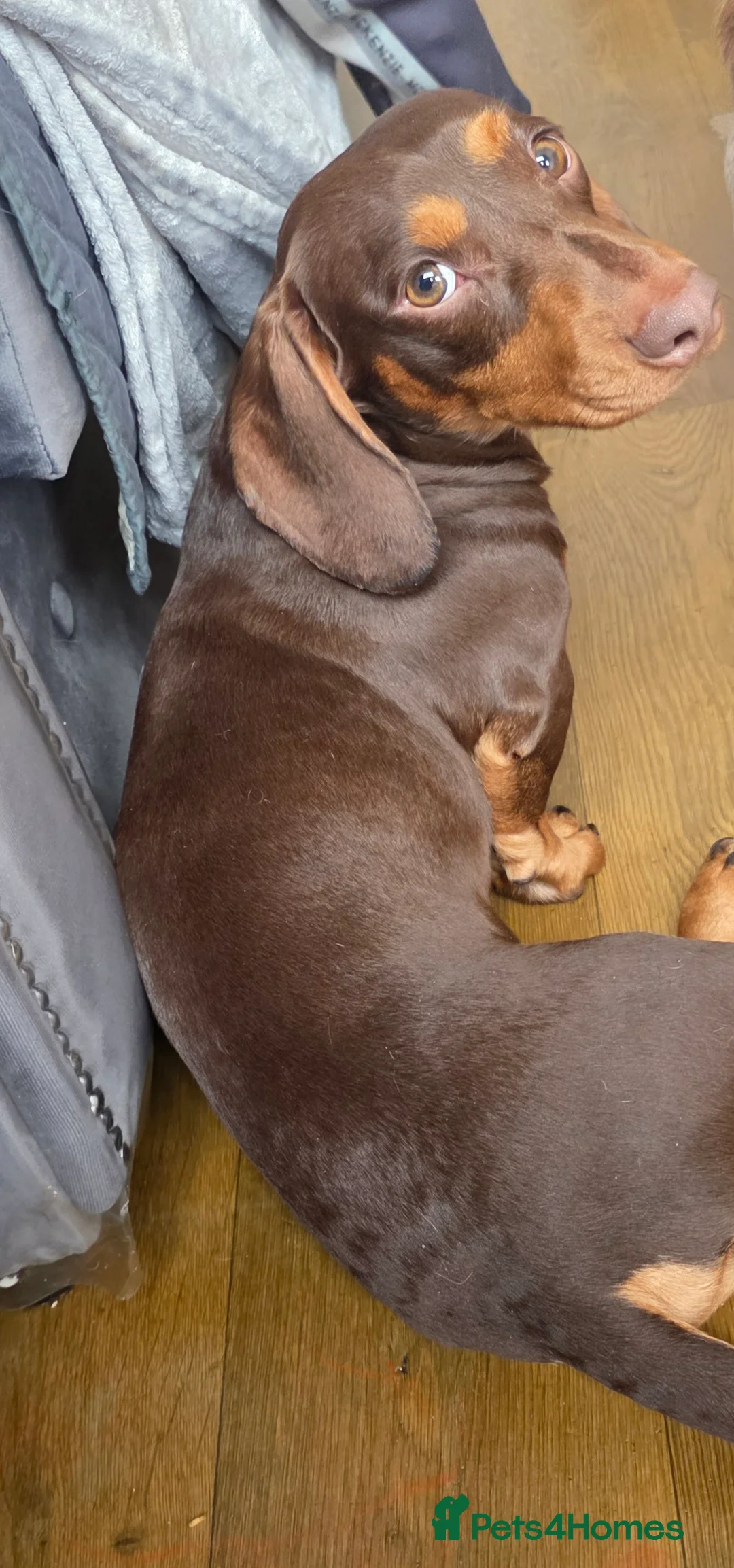 Dachshund dogs for sale: Beautiful dachshund boy - Advert 1