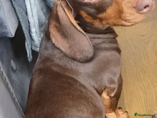 Dachshund dogs Beautiful dachshund boy - Advert 3