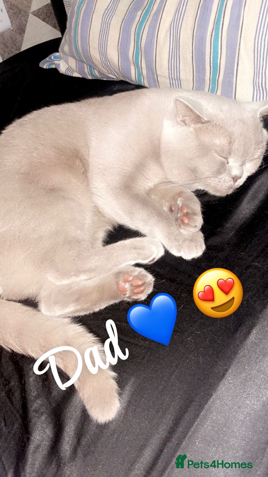 British Shorthair cats for sale: British shorthair Kittens - Image 11
