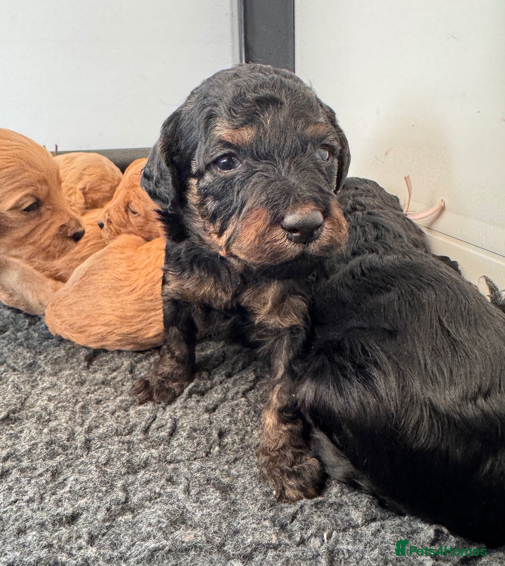 Goldendoodle dogs for sale: F1b medium Goldendoodle puppies, DNA screened - Advert 2