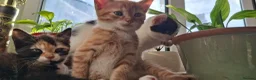 Mixed Breed cats for sale: Adorable kittens looking for loving homes - Advert 25
