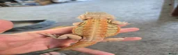 Bearded Dragon reptiles for sale: Bearded dragon babies  - Advert 21