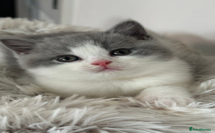 British Shorthair cats - Advert 10