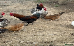 Chickens poultry for sale: Laying hens for sale - Image 11