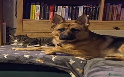 Domestic Shorthair cats for sale: Male cat - Image 2