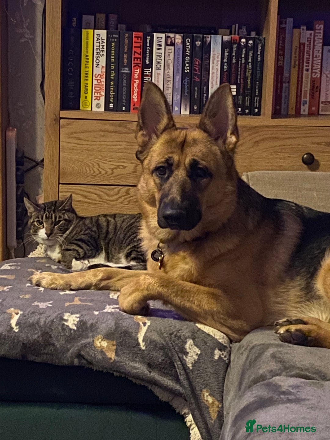 Domestic Shorthair cats for sale: Male cat - Image 2