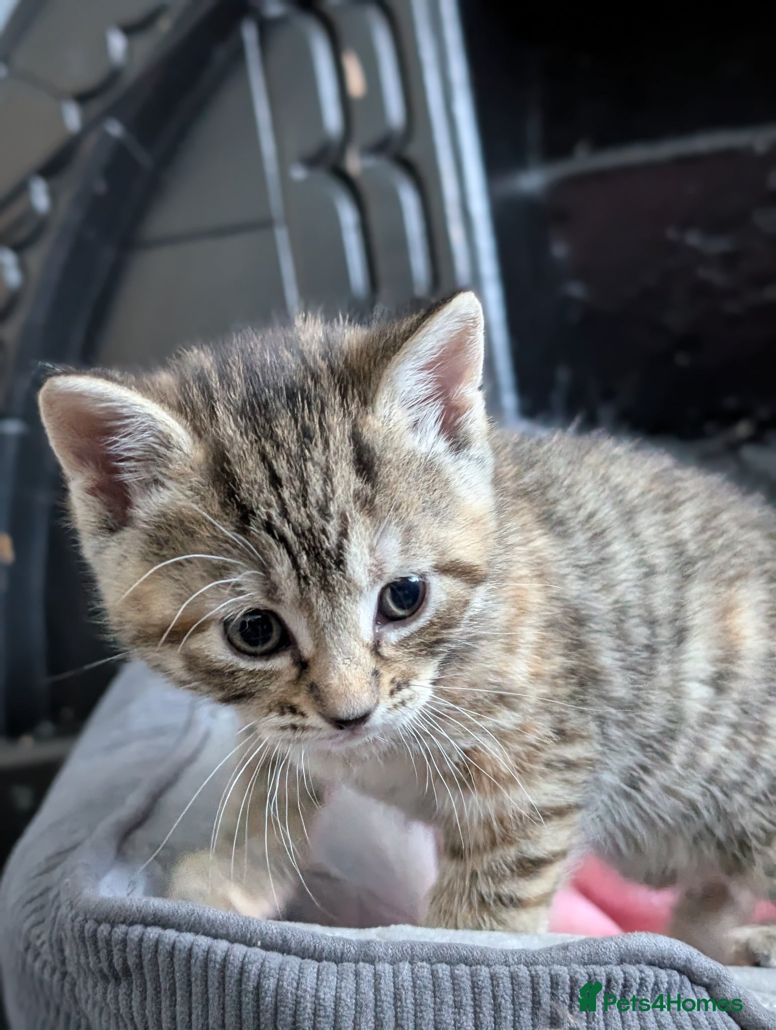 Mixed Breed cats Mixed kittens - Advert 1