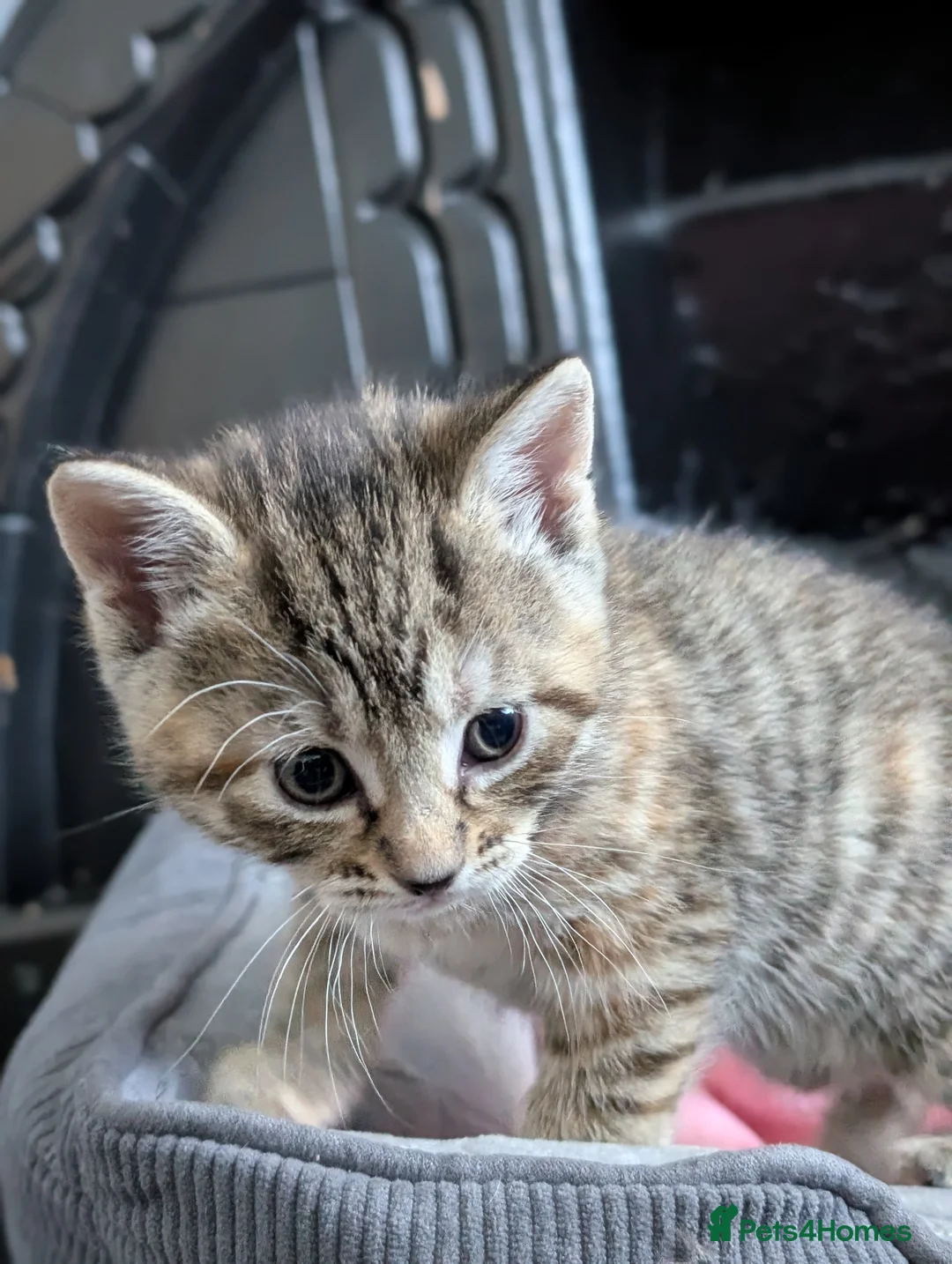 Mixed Breed cats for sale: Mixed kittens - Advert 1