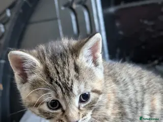 Mixed Breed cats Mixed kittens - Advert 1