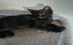 Domestic Shorthair cats for sale: 6 kittens ready for sale, 2 months old - Image 16