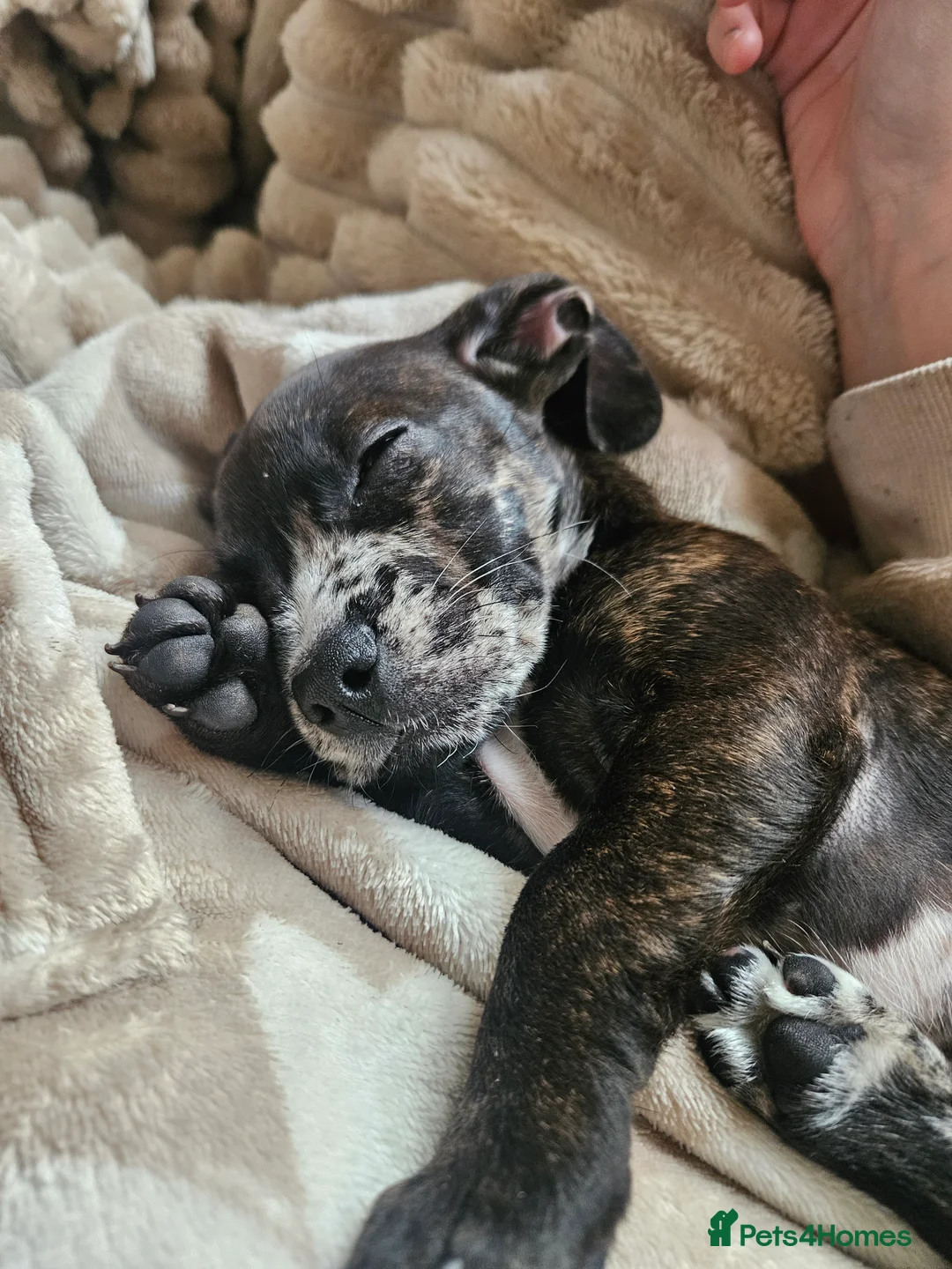 Mixed Breed dogs for sale: French wheener - Advert 4