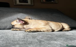 French Bulldog dogs for sale: KC wonderful French Bulldog puppies🐾 - Image 14