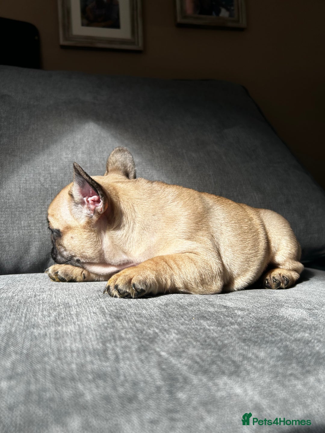 French Bulldog dogs for sale: KC wonderful French Bulldog puppies🐾 - Image 14