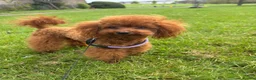 Toy Poodle dogs for sale: Toy Poodles, Half Asian in Norfolk - Advert 5