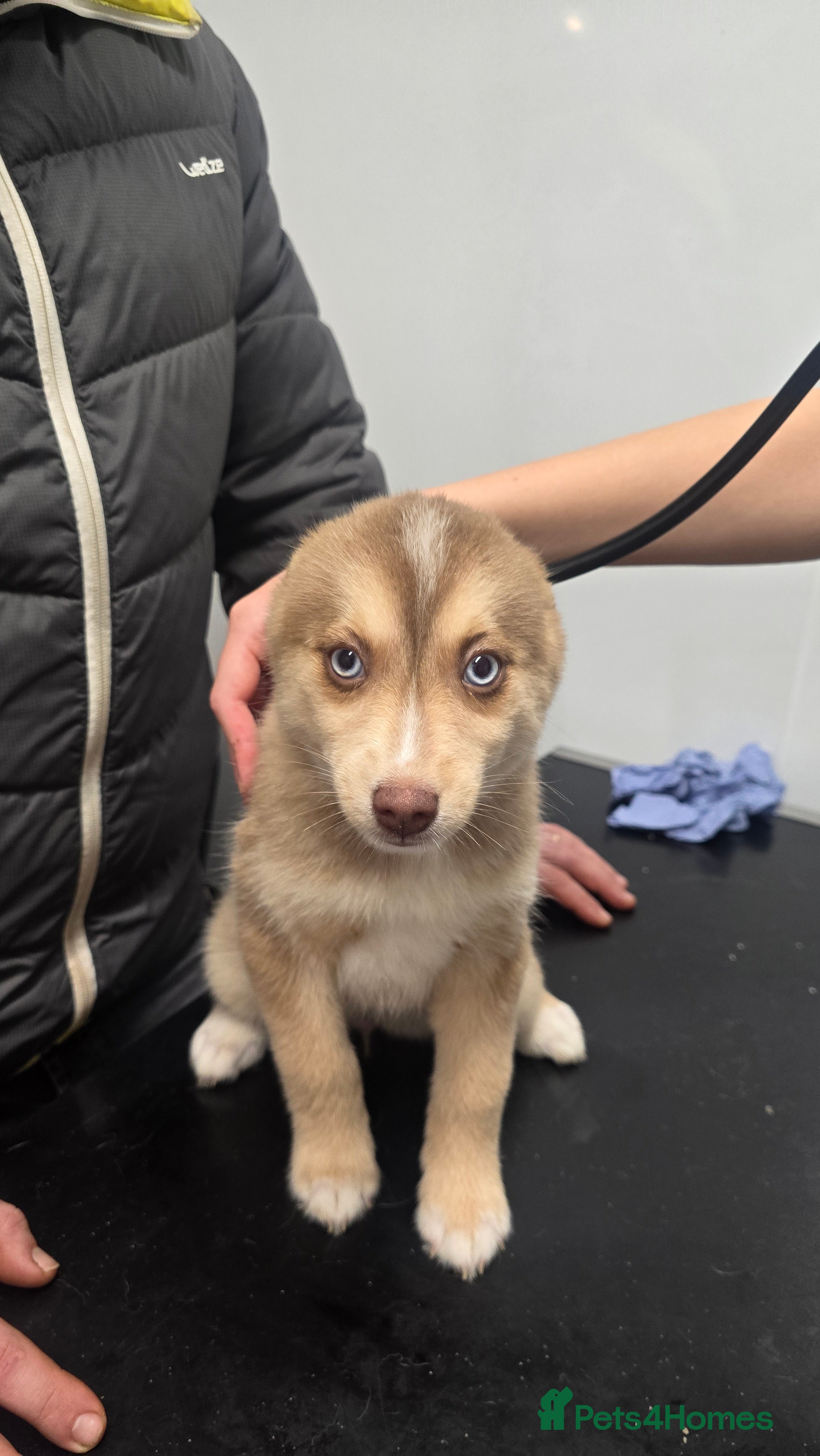 Pomsky dogs LAST Pomsky Puppy for Sale - Advert 6