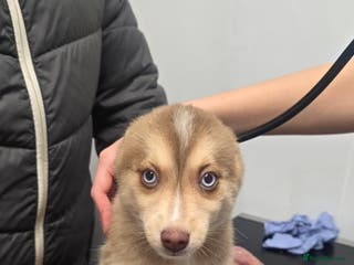 Pomsky dogs LAST Pomsky Puppy for Sale - Advert 3