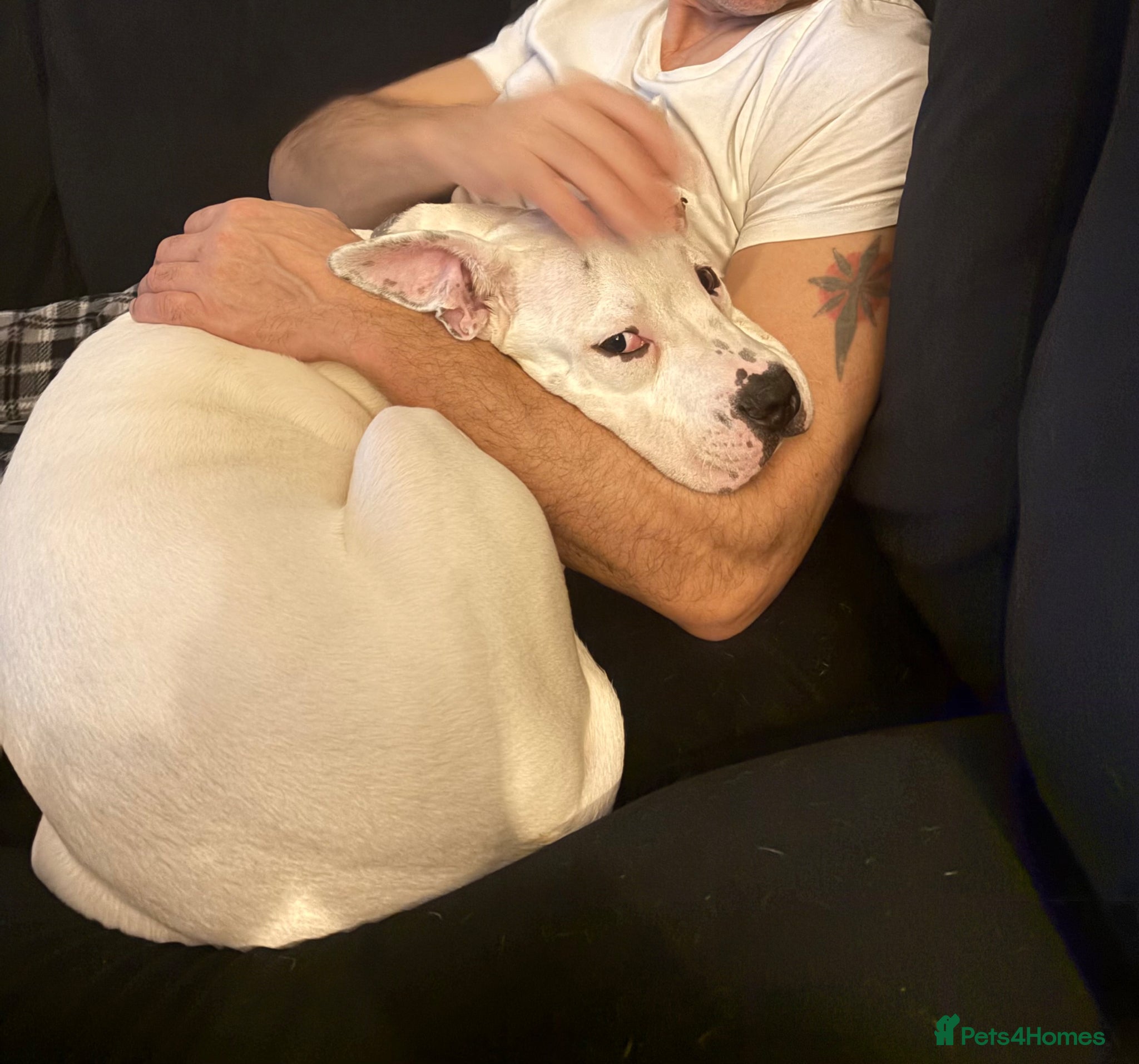 Mixed Breed dogs Staff x American bulldog  - Advert 3